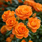 Ruža mnohokvetá (Rosa floribunda) 'ORANGE SUNSHINE' - výška 10-20 cm, kont. P11